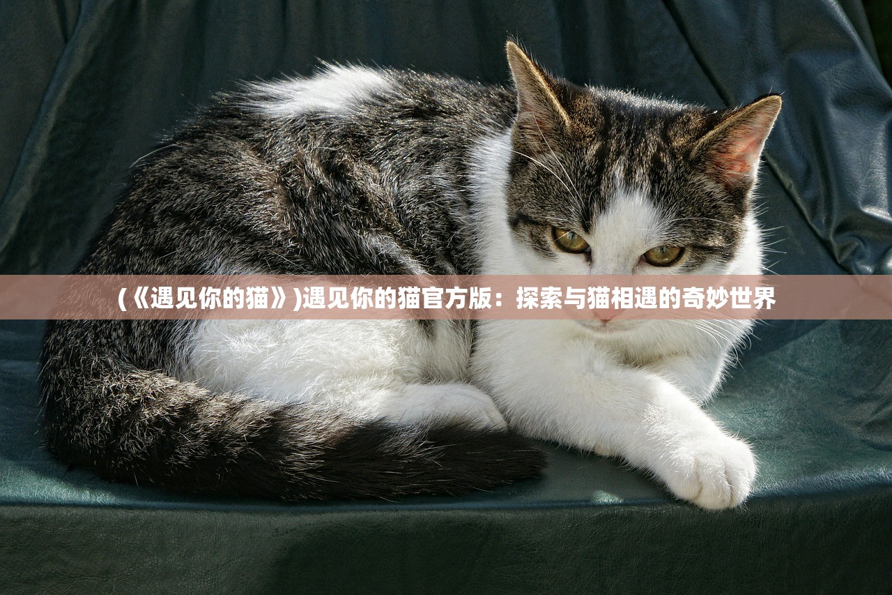 (《遇见你的猫》)遇见你的猫官方版：探索与猫相遇的奇妙世界