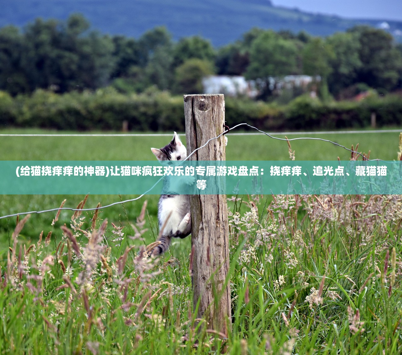 (给猫挠痒痒的神器)让猫咪疯狂欢乐的专属游戏盘点：挠痒痒、追光点、藏猫猫等