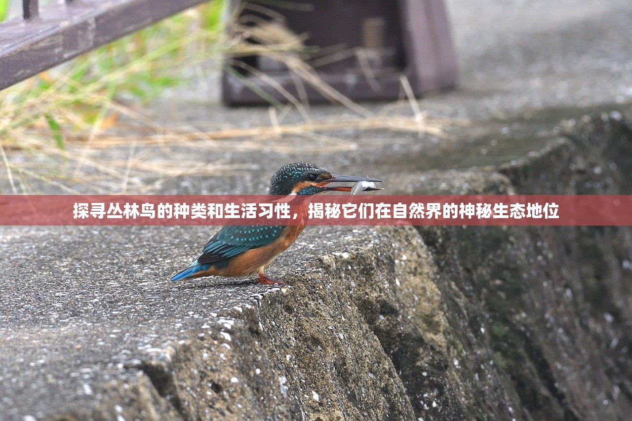 探寻丛林鸟的种类和生活习性，揭秘它们在自然界的神秘生态地位