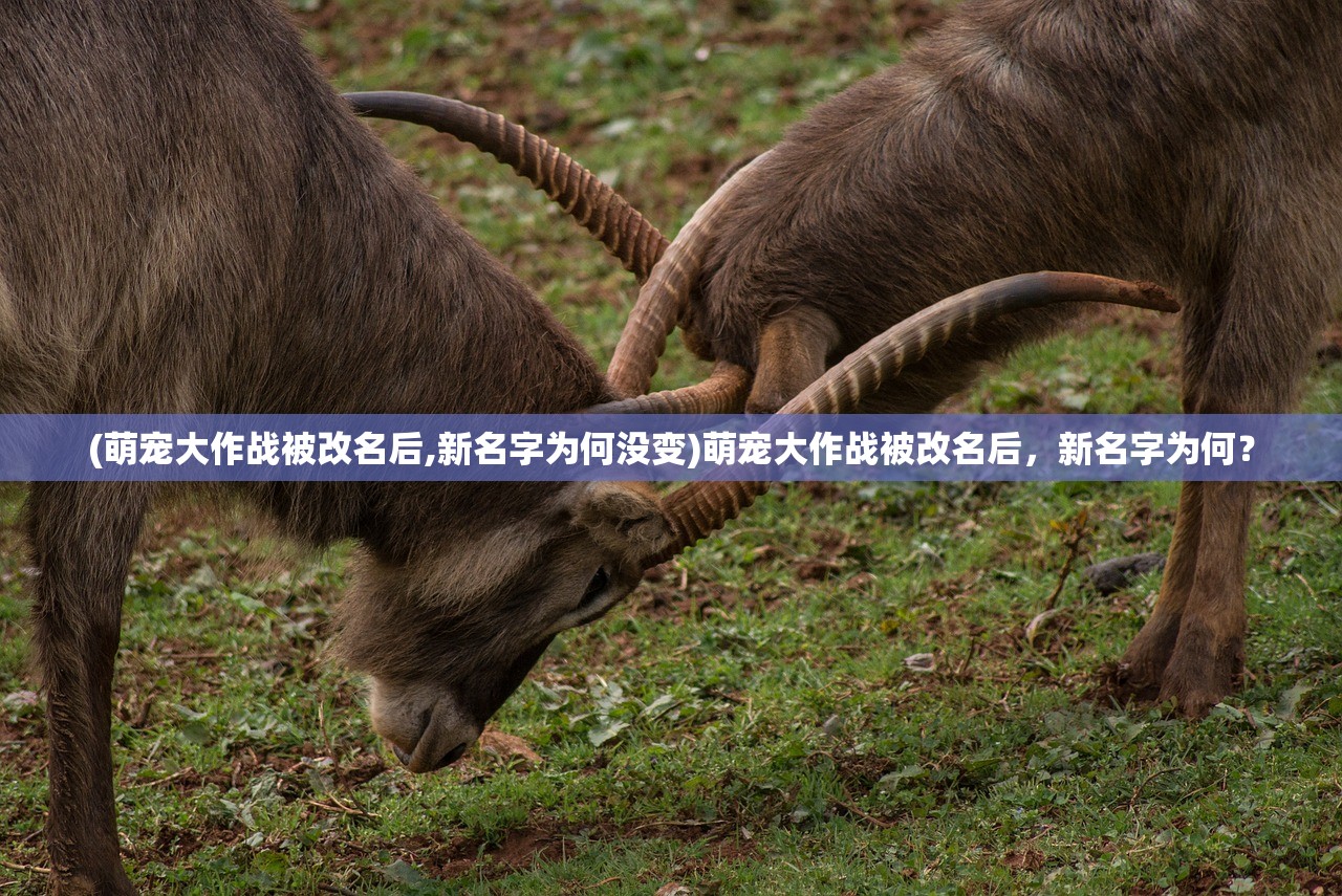 新澳门最准平特一肖|智慧生活从这里开始_智慧款.5.208