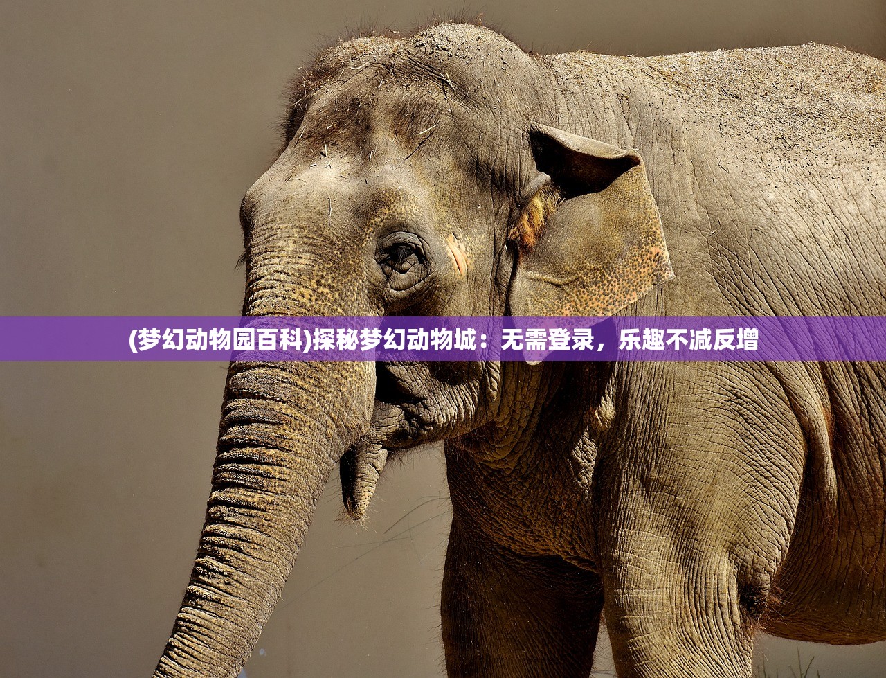 (梦幻动物园百科)探秘梦幻动物城：无需登录，乐趣不减反增