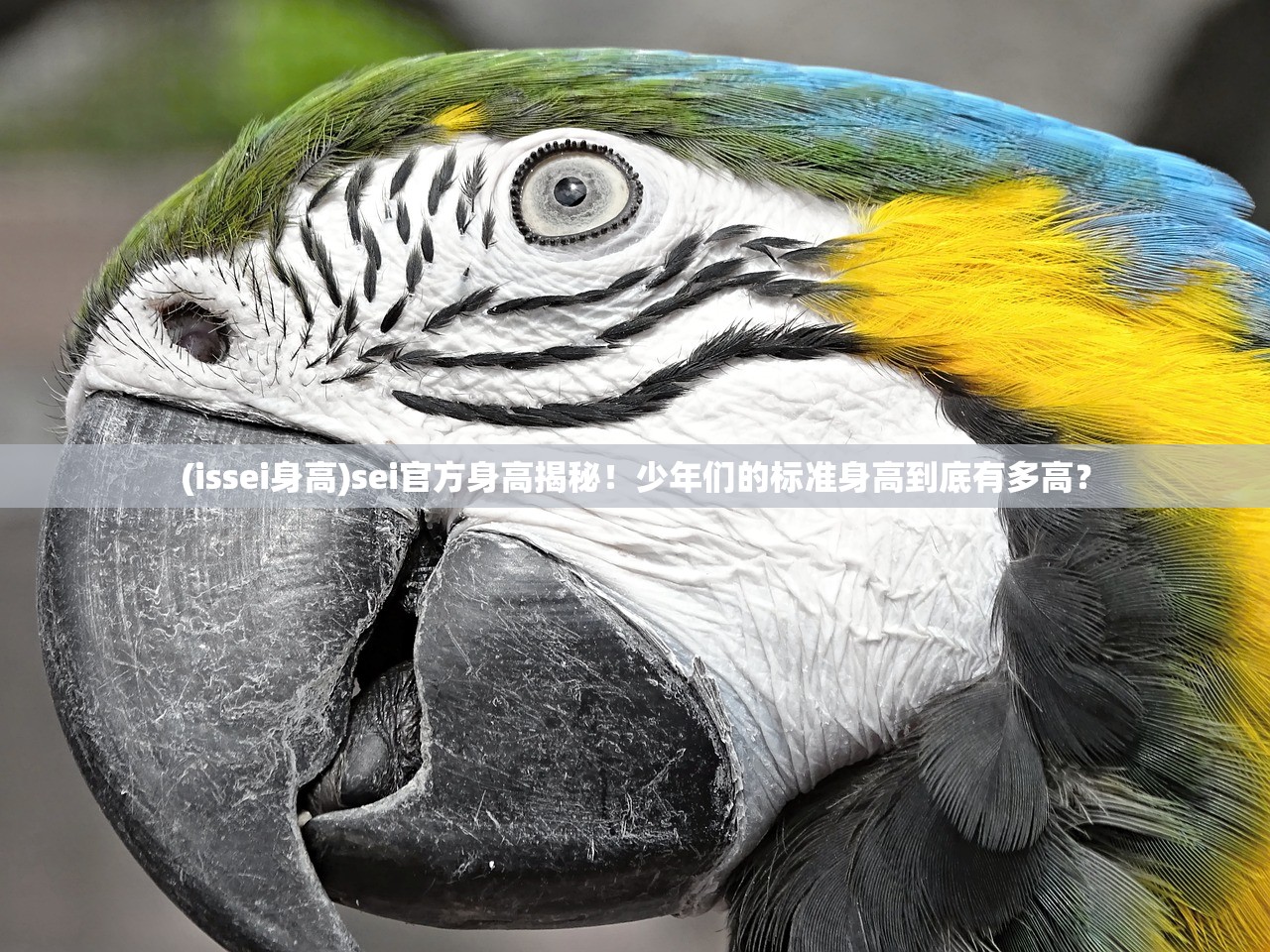 (issei身高)sei官方身高揭秘！少年们的标准身高到底有多高？