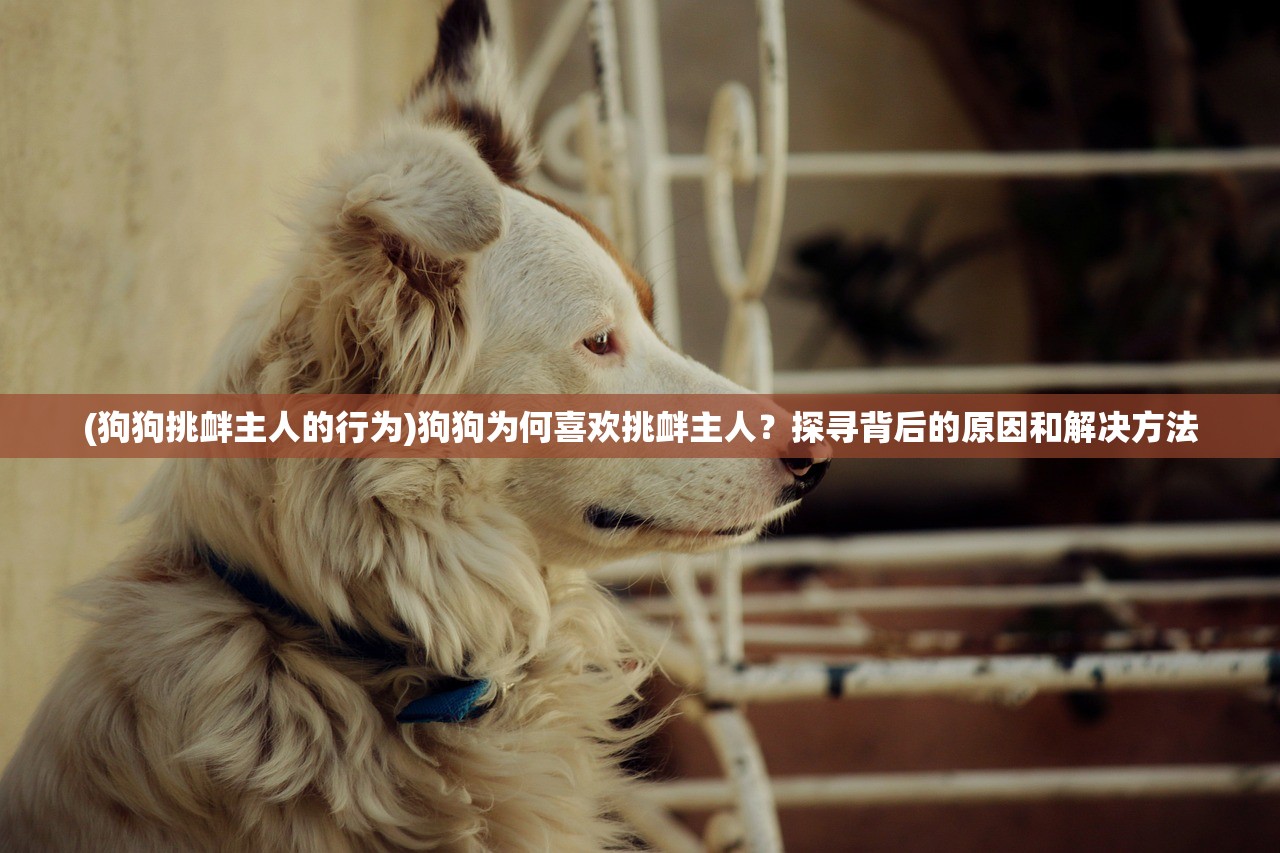(狗狗挑衅主人的行为)狗狗为何喜欢挑衅主人？探寻背后的原因和解决方法