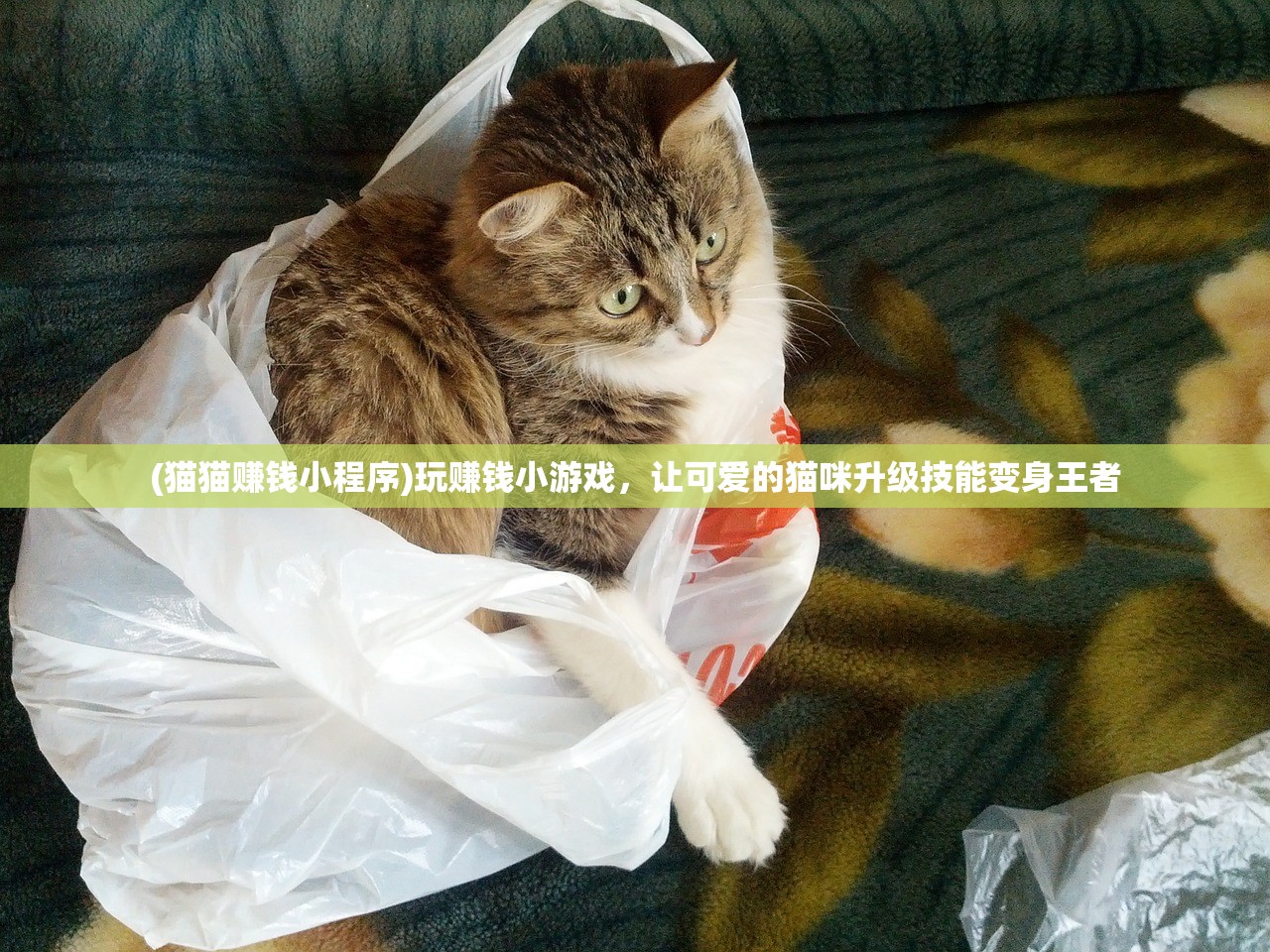 (猫猫赚钱小程序)玩赚钱小游戏，让可爱的猫咪升级技能变身王者
