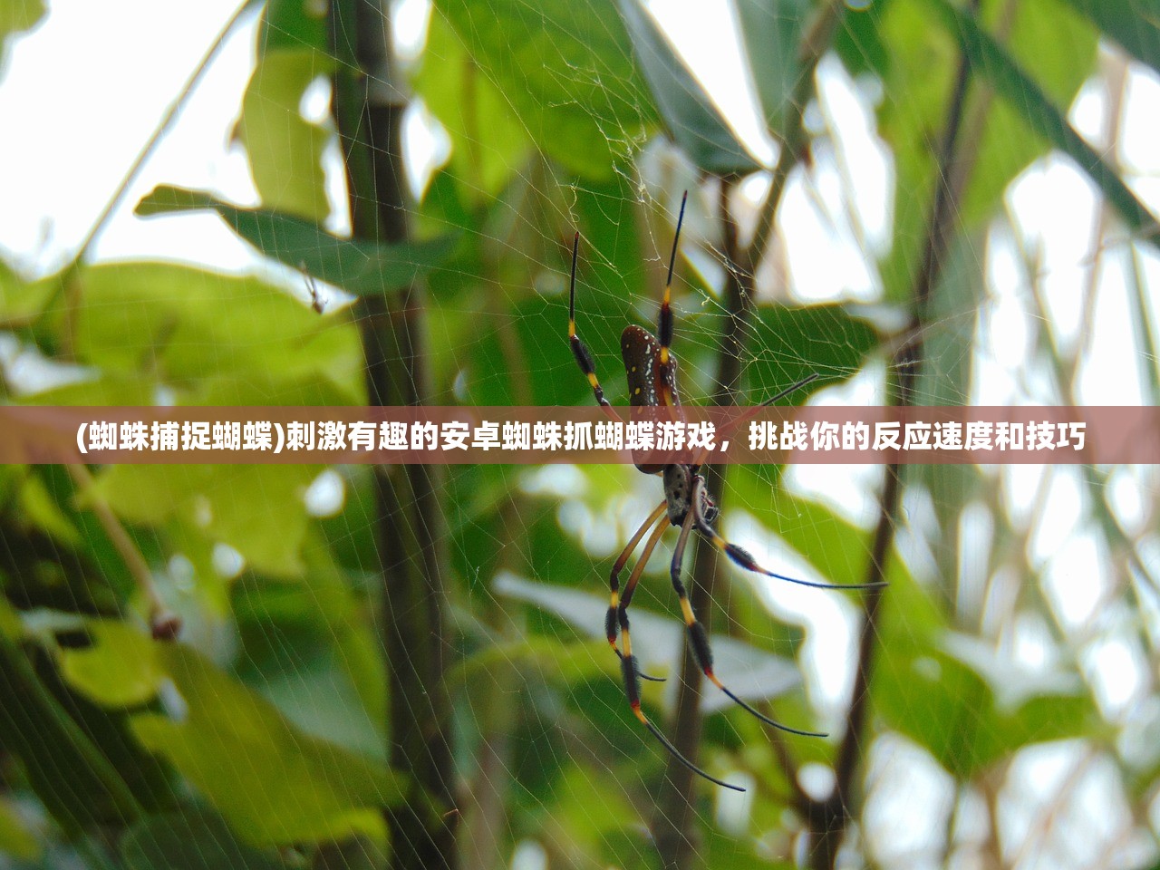 (蜘蛛捕捉蝴蝶)刺激有趣的安卓蜘蛛抓蝴蝶游戏，挑战你的反应速度和技巧
