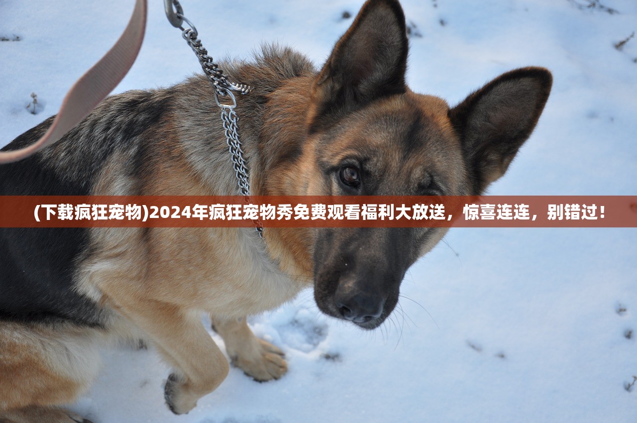 (下载疯狂宠物)2024年疯狂宠物秀免费观看福利大放送，惊喜连连，别错过！