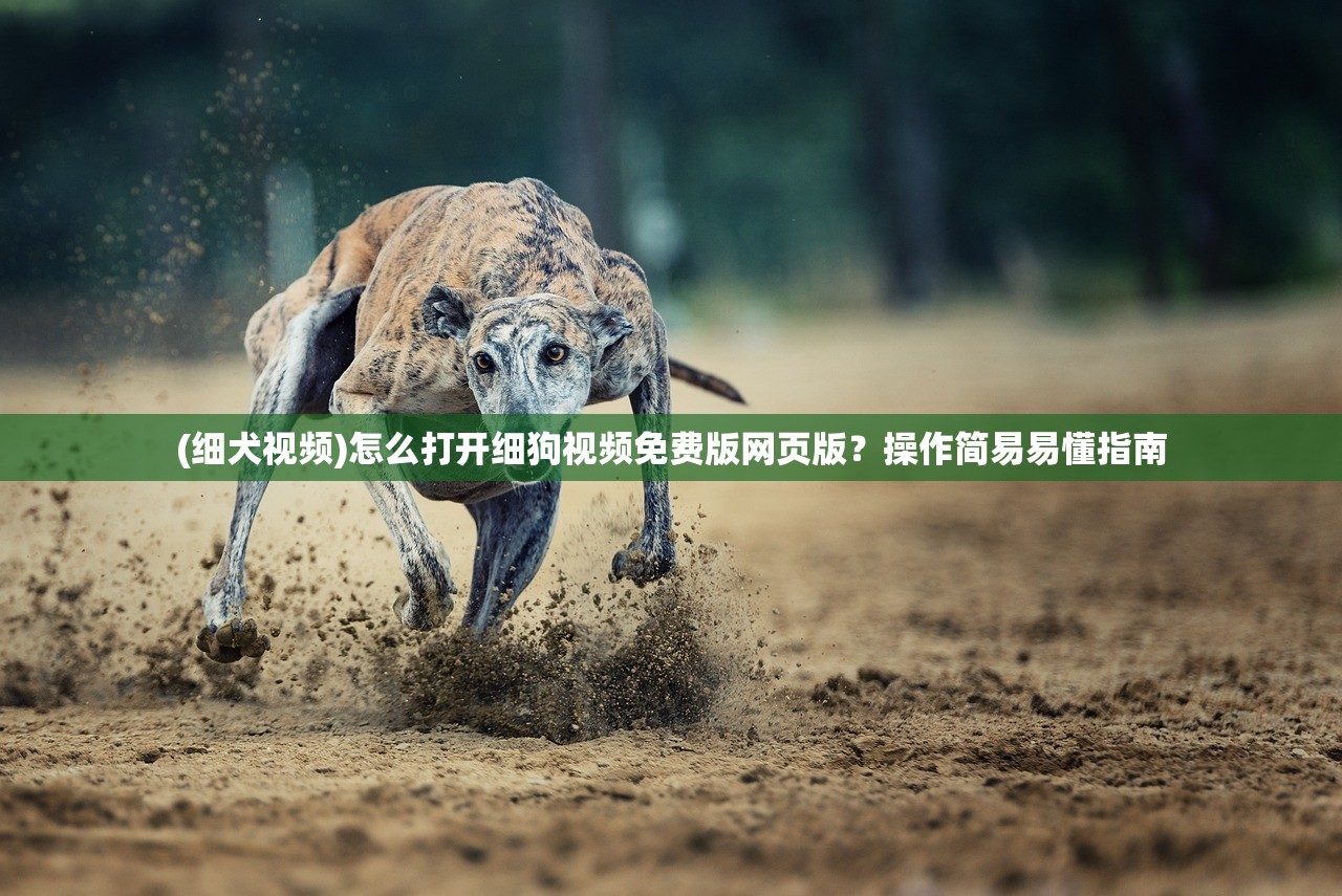 (细犬视频)怎么打开细狗视频免费版网页版？操作简易易懂指南