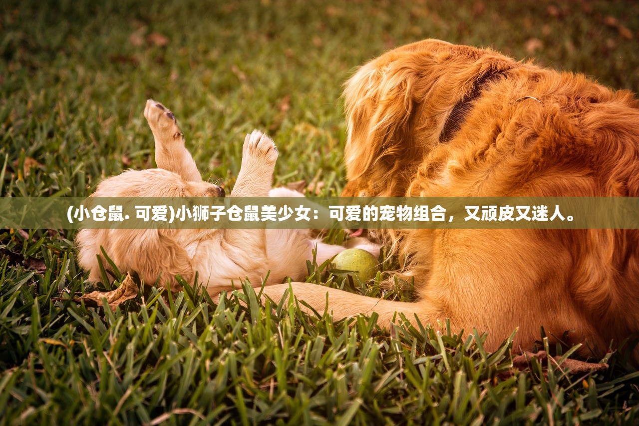 (小仓鼠. 可爱)小狮子仓鼠美少女：可爱的宠物组合，又顽皮又迷人。
