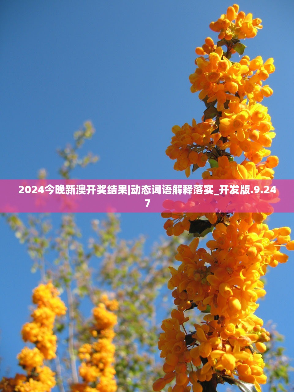 2024今晚新澳开奖结果|动态词语解释落实_开发版.9.247