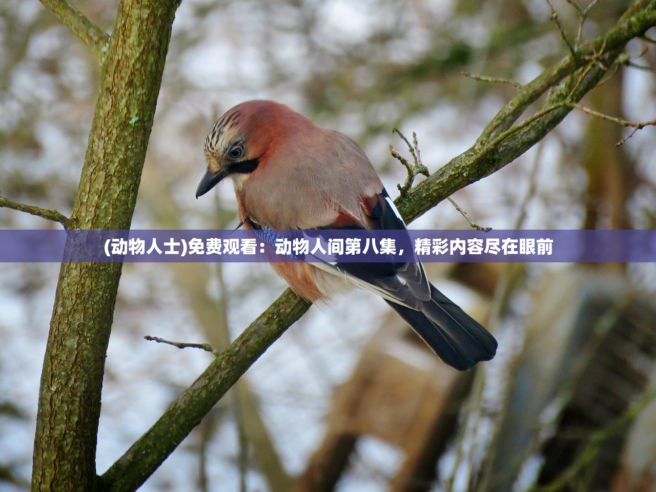 (三国之旅手游下载)三国之旅手游SO，深度探索这款经典手游