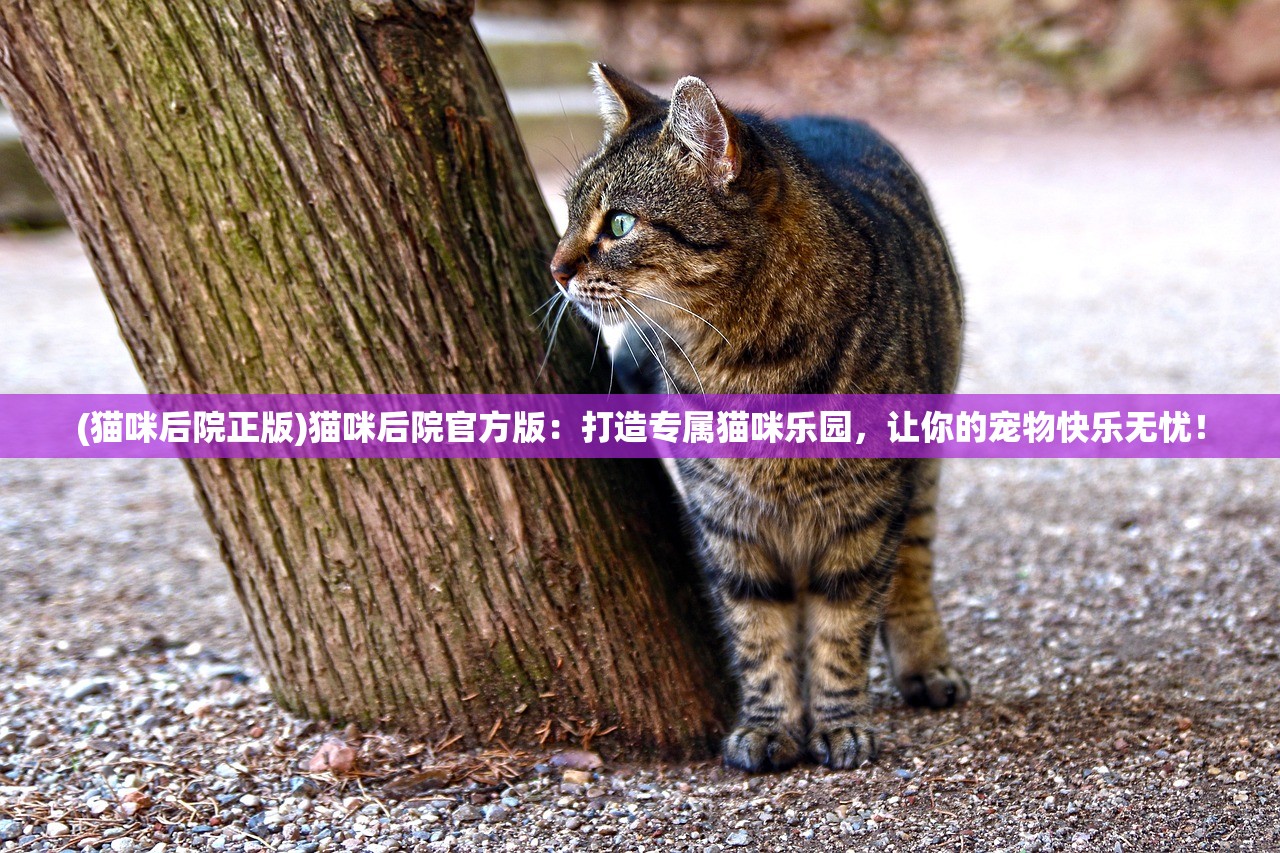 (猫咪后院正版)猫咪后院官方版：打造专属猫咪乐园，让你的宠物快乐无忧！