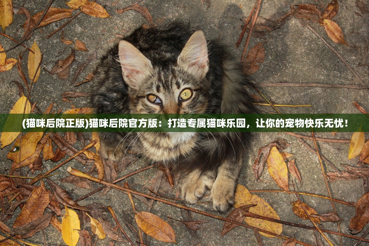 (猫咪后院正版)猫咪后院官方版：打造专属猫咪乐园，让你的宠物快乐无忧！