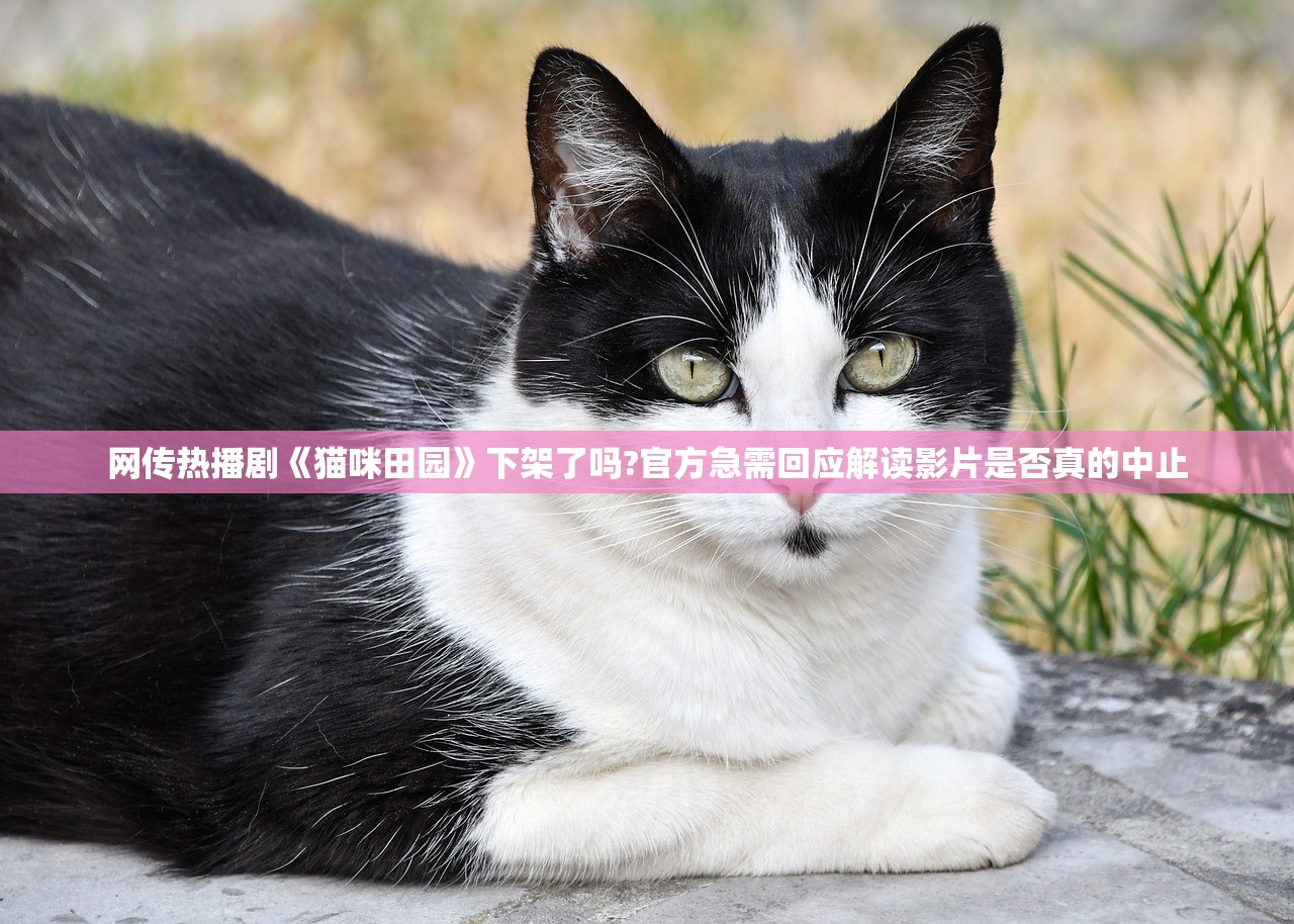 网传热播剧《猫咪田园》下架了吗?官方急需回应解读影片是否真的中止