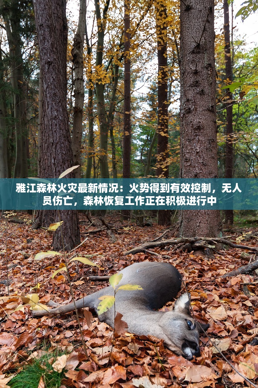(剑与远征2启程兑换码)剑与远征2，全新冒险之旅的期待与挑战
