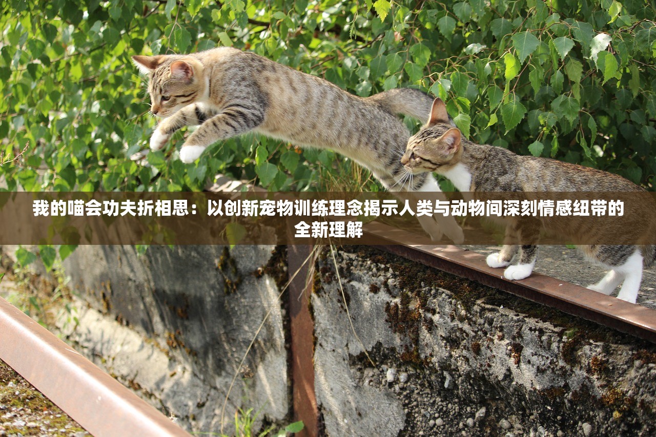 (豪华曹魏传2014详细攻略)豪华曹魏传2014全攻略，从入门到精通的征战之旅