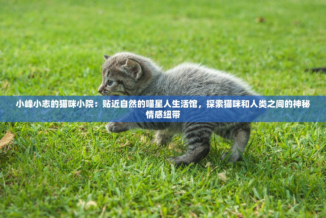 (水晶传说好玩吗值得玩吗)水晶传说，游戏魅力深度解析，究竟是否值得一试？