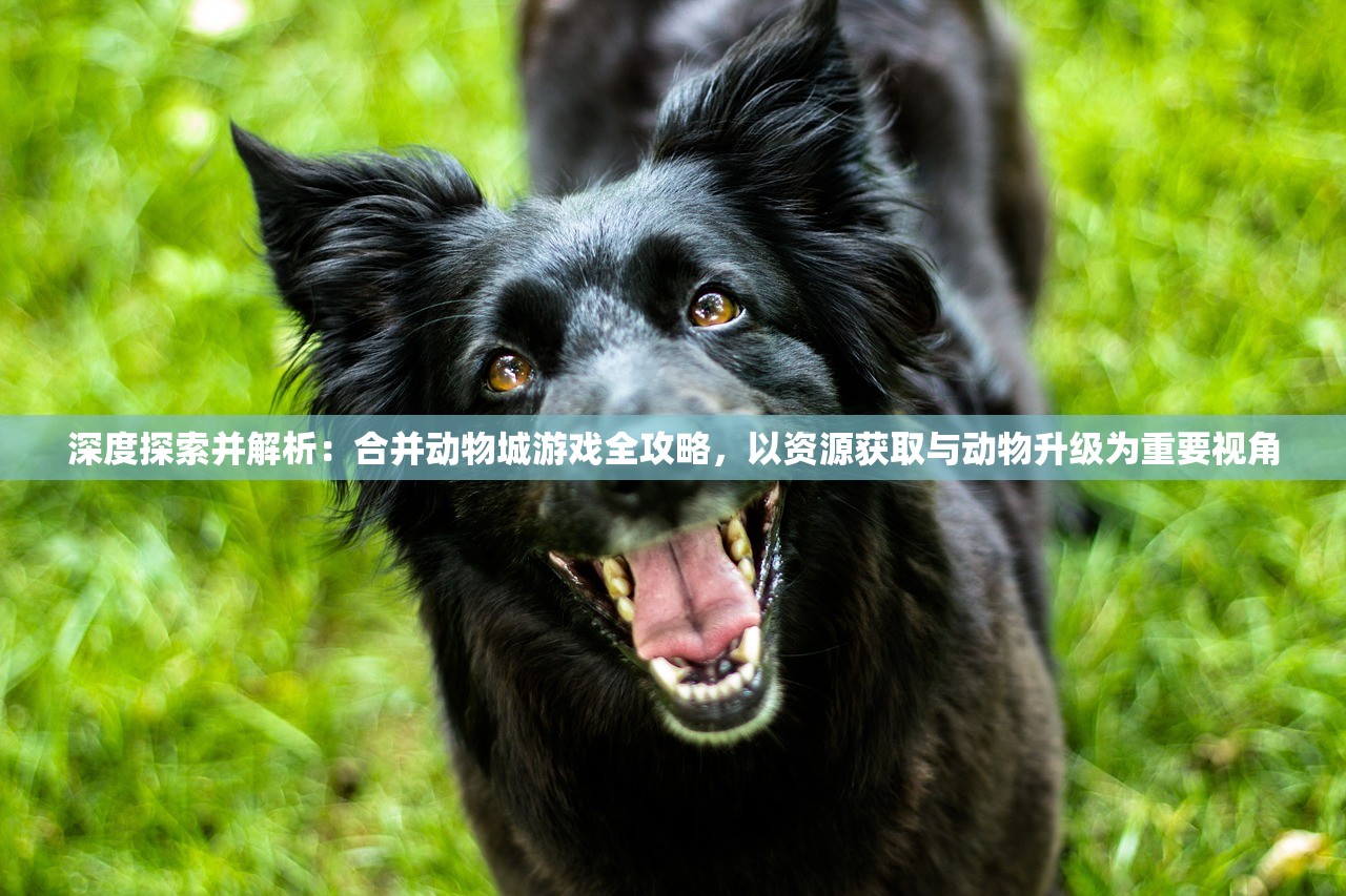 (忍者学园官方网站入口最新版下载)最新忍者学园官方网站入口，探索虚拟忍者的世界