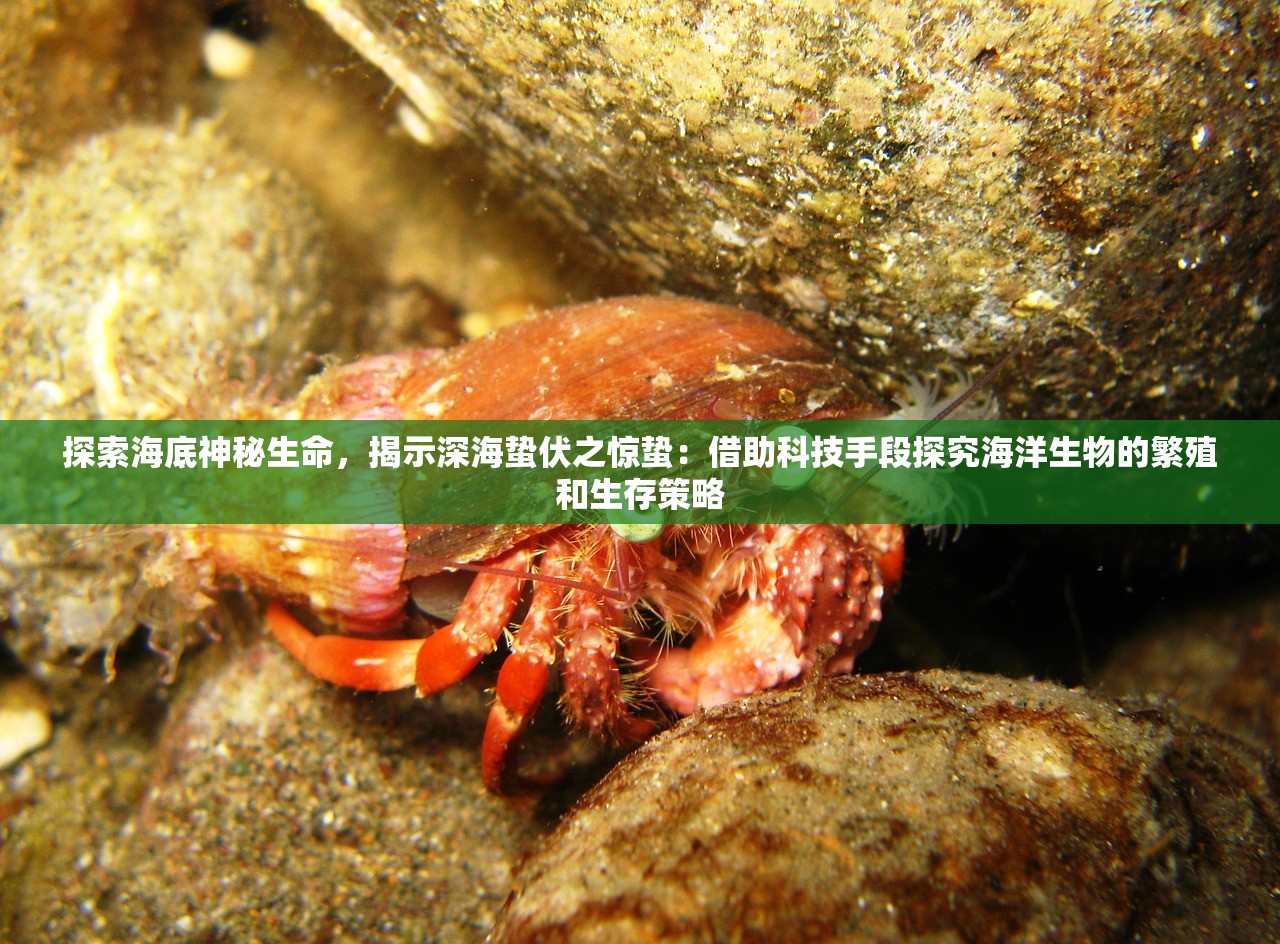 (代号电视剧dvd)代号HD电视剧，深度解析与常见问题解答