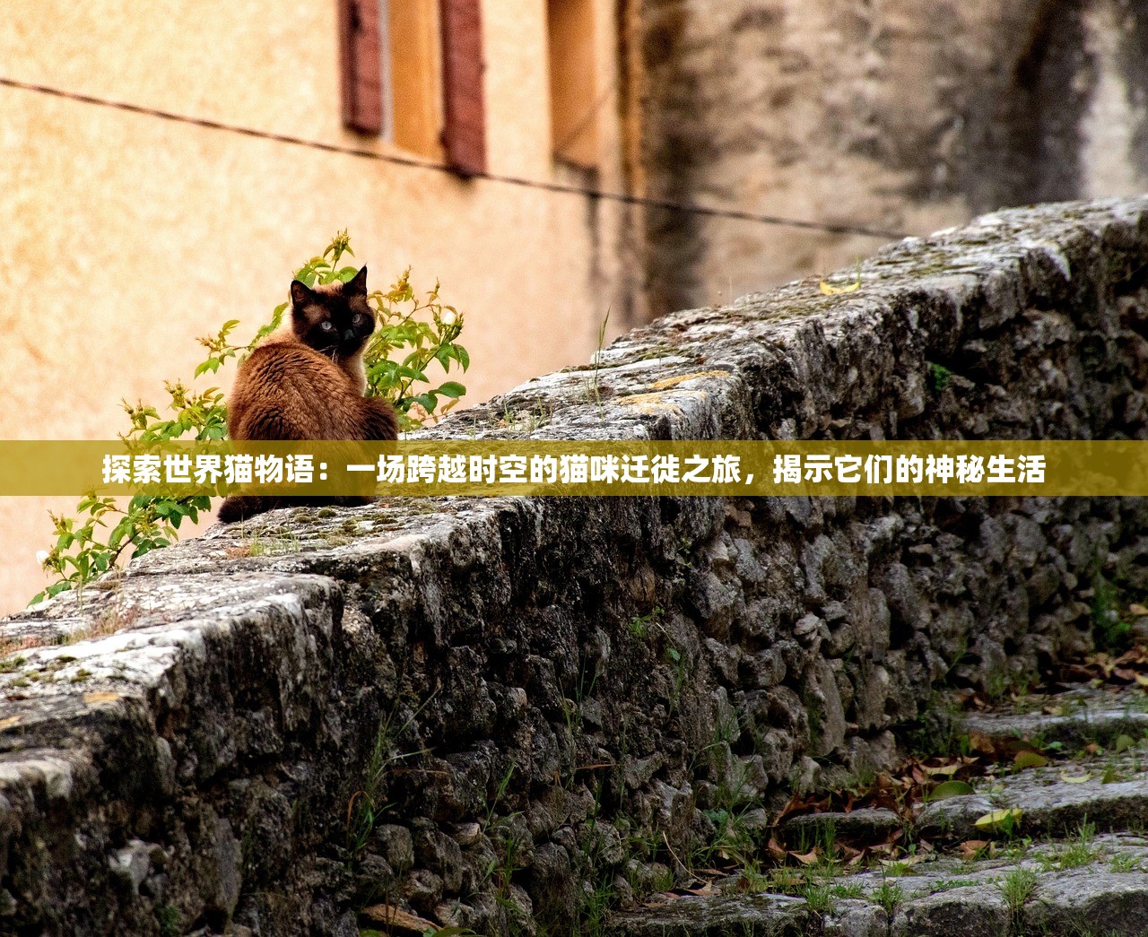 (诸神竞技场卡牌 搜狐)诸神竞技场卡牌，策略与战术的完美结合