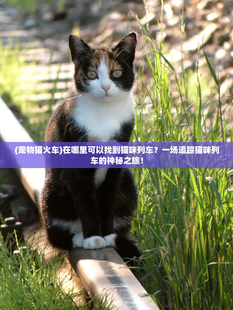(魏王称王)三国鼎立，魏蜀吴的现代命名与历史沿革