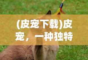 (飞剑四海游戏官网)飞剑四海九霄服，传统与创新的完美结合