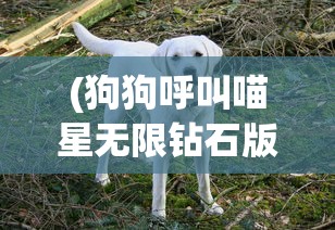 (完美红颜是什么游戏烧钱不)完美红颜手机版，深度分析与使用指南