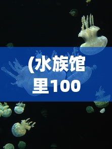 (三国鲁芝)鲁爆三国，深度解析与常见问题解答