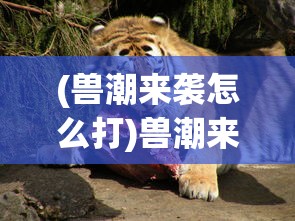 (神雕ol还会上线吗知乎)神雕ol还会上线吗，游戏上线前景分析与预测