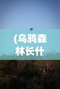 (雷霆骑士怎么样好用吗)雷霆骑士全面解析，性能、体验与用户反馈
