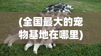 (福利手游平台排行榜一)手游福利大揭秘，玩家最关心的福利手游全解析