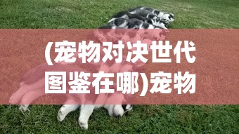 (宠物对决世代图鉴在哪)宠物对决世代图鉴，揭示宠物对决的多样性与深度