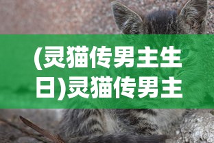 (黑魔法城堡内置修改器下载)黑魔法城堡内置修改器的奥秘与探索