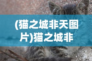 (猫之城非天图片)猫之城非天，神秘与魅力的交织