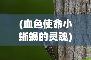 (血色使命小蜥蜴的灵魂)血色使命攻略，小蜥蜴的位置揭秘