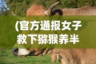 (红色警戒步骤)如何红色警戒，战略分析与操作指南