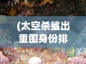 (太空杀鲨出重围身份排名)太空杀鲨出重围，探索宇宙与生存挑战的新纪元