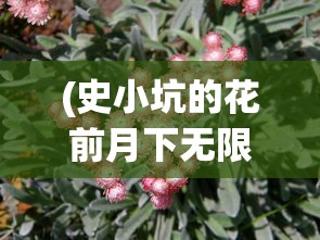 (史小坑的花前月下无限钻石版)史小坑的花前月下，无限钻石的魅力与探索