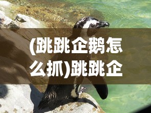 (跳跳企鹅怎么抓)跳跳企鹅的捕捉地点及攻略，探索企鹅的栖息地