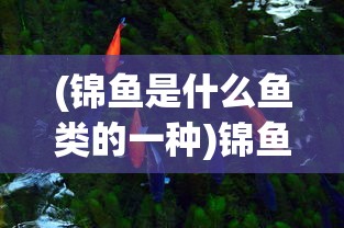 (锦鱼是什么鱼类的一种)锦鱼的身份揭秘，探寻神秘鱼类的奥秘
