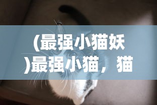 (最强小猫妖)最强小猫，猫界新星的力量与魅力