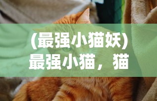 (最强小猫妖)最强小猫，猫界新星的力量与魅力