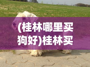 (桂林哪里买狗好)桂林买狗攻略，最佳宠物选购地点大解析