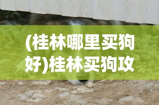 (桂林哪里买狗好)桂林买狗攻略，最佳宠物选购地点大解析