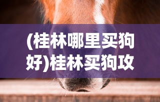 (桂林哪里买狗好)桂林买狗攻略，最佳宠物选购地点大解析