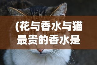 (花与香水与猫最贵的香水是哪个)花与香水与猫，探寻最昂贵的香水之谜