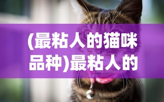 (最粘人的猫咪品种)最粘人的猫咪，深度解析猫咪的粘人特性及常见问题