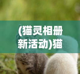 (猫灵相册新活动)猫灵相册发布时间解析及背景介绍