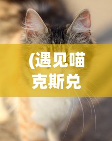 (遇见喵克斯兑换码)遇见喵克斯更新后仅余猫咪，游戏内容的转变与解读
