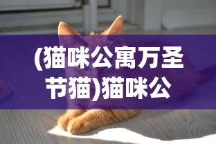 (猫咪公寓万圣节猫)猫咪公寓2万圣节，魔法与狂欢的盛宴