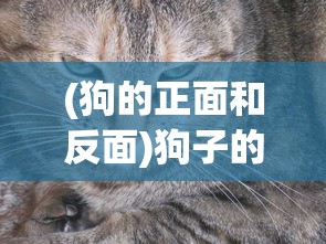 (狗的正面和反面)狗子的反面，深度探讨犬类行为、心理与潜在问题